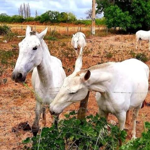 Quinta Marinhais Para Ferias No Ribatejo Dış mekan fotoğraf