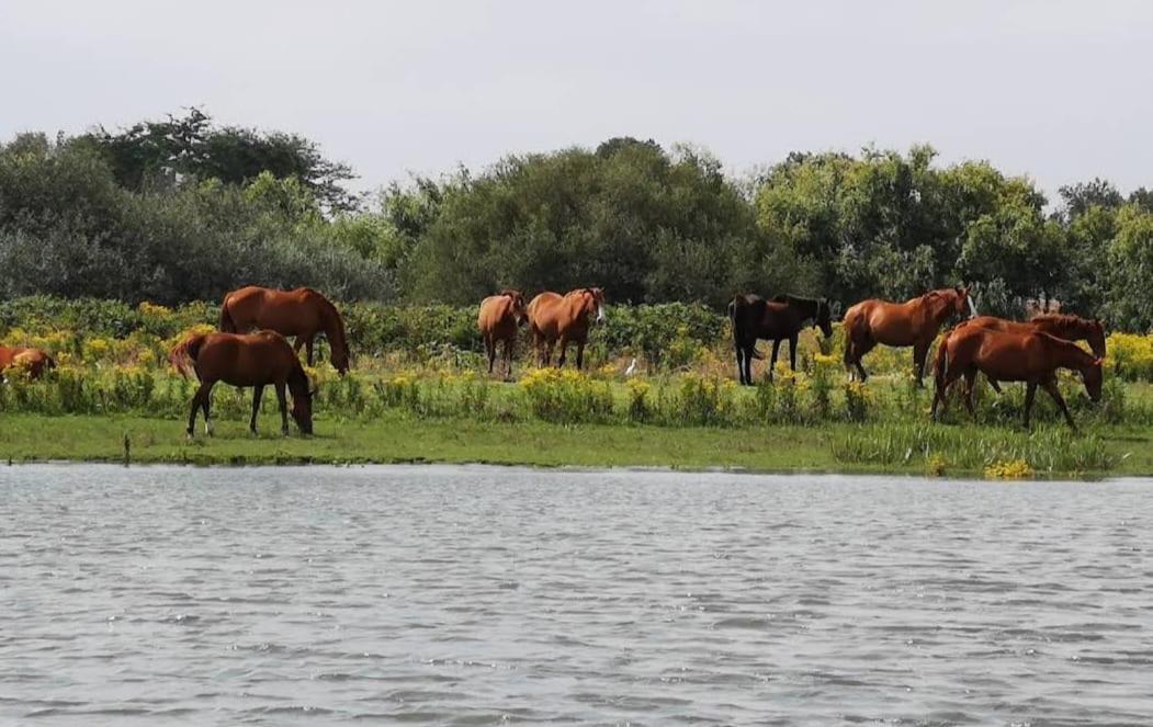 Quinta Marinhais Para Ferias No Ribatejo Dış mekan fotoğraf